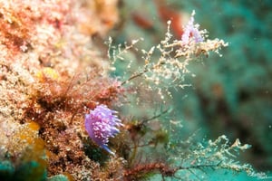 ランサローテ島: 認定ダイバー向け 2 ダイブ パッケージ