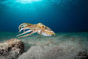 Lanzarote: 2 geführte Tauchgänge (nur für zertifizierte Taucher)