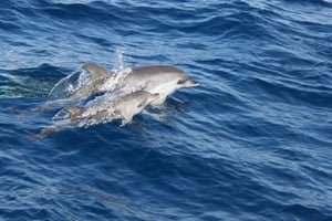 Lanzarote : Excursion d'une demi-journée sur l'île de Lobos pour observer les dauphins