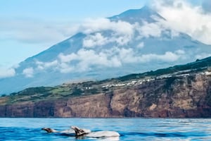 Pico Island: Whale Watching Experience from Lajes