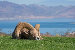 Ab Las Vegas: Wildtiere am Lake Mead und Seven Magic Mountains