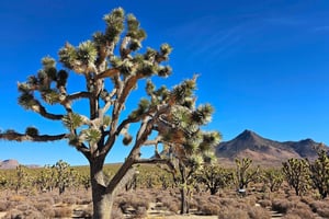 Excursão de ida de Las Vegas a Los Angeles através do Parque Nacional de Joshua Tree