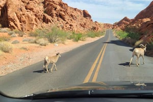 Las Vegas: wycieczka do Doliny Ognia i kanionu Red Rock