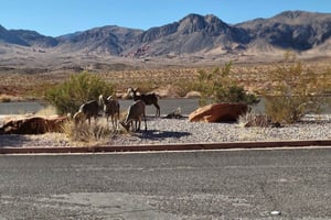 Las Vegas: Valley of Fire Geführte Tagestour zum Wandern