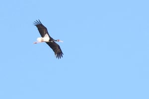 Passeio de observação de aves no Parque Natural perto de Riga (Letónia)