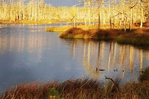 Cenas Bog trail near Riga for Nature lovers