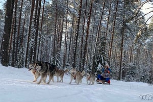 Riiasta: Husky-kelkkailu tai Wheelkart-kierros
