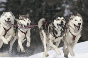 リガ：ハスキー犬ぞり体験