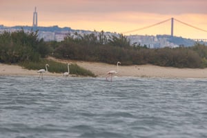 Birdwatching Boat Tour in the Tagus Estuary