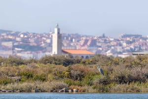 Birdwatching Boat Tour in the Tagus Estuary