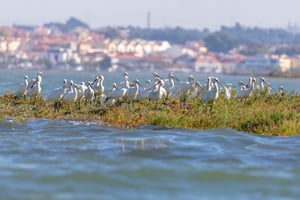 Birdwatching Boat Tour in the Tagus Estuary