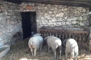 From Lisbon: Half-Day Fátima PRIVATE Tour