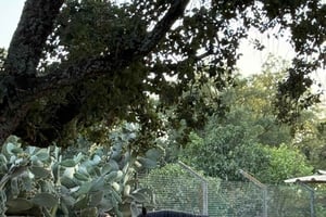 From Lisbon - Amazing Horseback Ride, Tasting, Estates, and Cristo Rei