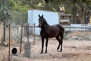 From Lisbon - Amazing Horseback Ride, Tasting, Estates, and Cristo Rei