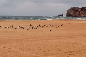 From Lisbon - Nazare and Sintra Private Tour