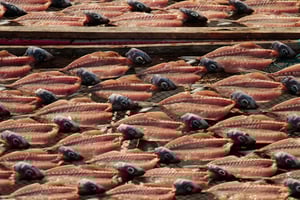 Full Day Tour - Transfer to Porto from Lisbon with Stops