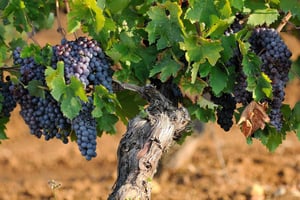 2 Bridges, Arrabida, Vineyards and Setubal Day Trip