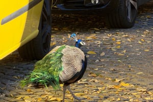 Lisbon - Alfama Walking Tour with Coffee & Ginja Tasting