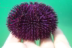 Arrábida Snorkeling Adventure