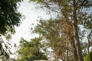 Lisbon Buggy Adventure: Hidden Trails, Cliffs & Coastline