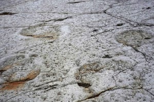 Dinosaur Footprints, Caves, and Obidos Tour