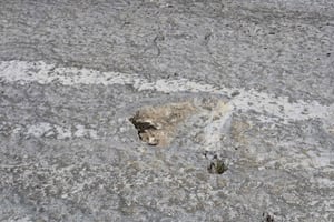 Dinosaur Footprints, Caves, and Obidos Tour