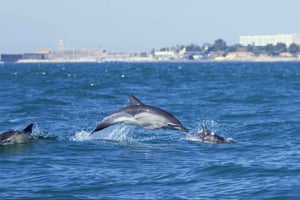 Dolphin Watching with Marine Biologist - Small Group