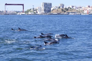 Dolphin Watching with Marine Biologist - Small Group