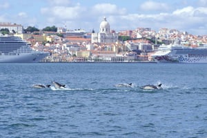 Dolphin Watching with Marine Biologist - Small Group