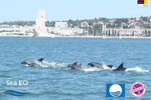 Dolphin Watching with Marine Biologist