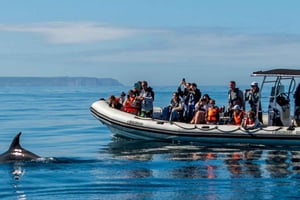 Dolphin Watching with Marine Biologist