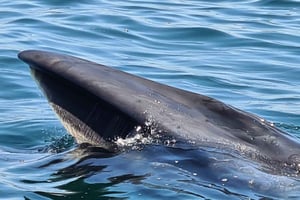 Dolphin Watching with Marine Biologist