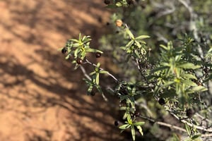 Hiking in Arrábida Natural Park
