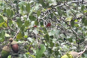 Hiking in Arrábida Natural Park