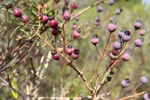 Hiking in Arrábida Natural Park