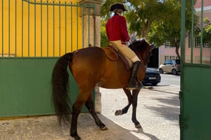 Morning of Equestrian Art with Lusitano Horses