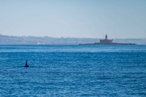 Ocean Safari with Marine Biologists