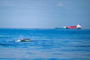 Ocean Safari with Marine Biologists