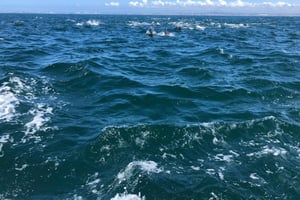 Ocean Safari with Marine Biologists