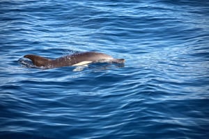 Ocean Safari with Marine Biologists