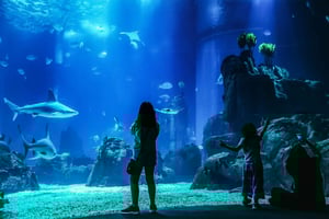 Oceanário de Lisboa Entrance Ticket