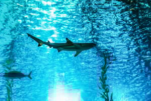 Oceanário de Lisboa Entrance Ticket