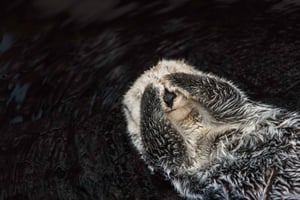 Oceanário de Lisboa Guided Tour & Behind the Scenes