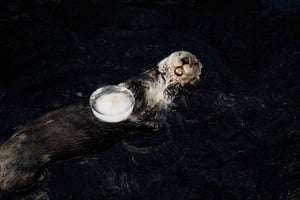 Oceanário de Lisboa Guided Tour & Behind the Scenes