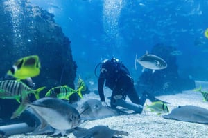 Oceanarium + Cable Car Ticket