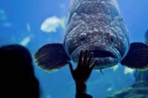 Oceanarium + Cable Car Ticket