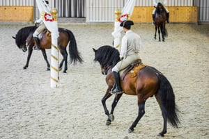 Portuguese Riding School Trainig with Lusitano Horse