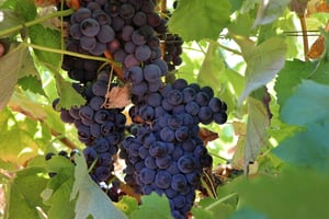 Lisbon Private Setúbal Region Wine Tasting Tour