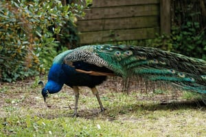 São Jorge Castle Guided Tour with Entry Ticket