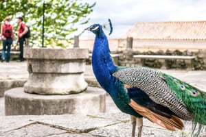 Sao Jorge Castle Skip-the-Line Ticket with Guide